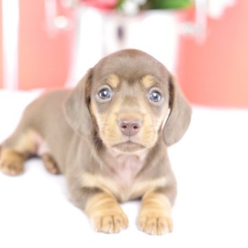 カニンヘンダックスフンド(スムース)【愛知県・女の子・2025年9月22日・チョコタン♡】の写真「ブリーダーアワード💗全国１～３位💗累計40冠」