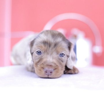 ミニチュアダックスフンド(ロング)【愛知県・男の子・2025年9月19日・チョコダップル】の写真「ブリーダーアワード💗全国１～３位💗累計40冠」