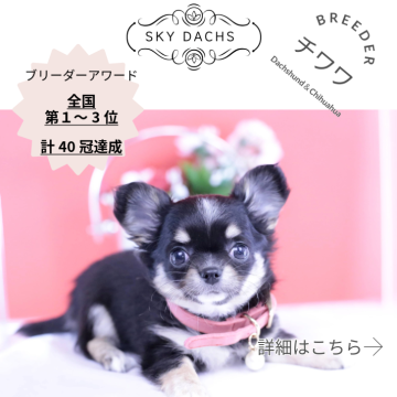 チワワ(ロング)【愛知県・女の子・2025年10月9日・ブラックタン&ホワイト】の写真「ブリーダーアワード💗全国１～３位💗累計40冠」