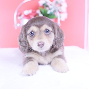 カニンヘンダックスフンド(ロング)【愛知県・女の子・2025年10月15日・チョコイエロー♡】の写真「ブリーダーアワード💗全国１～３位💗累計40冠」