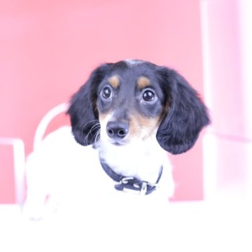 ミニチュアダックスフンド(ロング)【愛知県・男の子・2025年3月8日・ブラックタンパイボールド】の写真「ブリーダーアワード💗全国１～３位💗累計38冠」