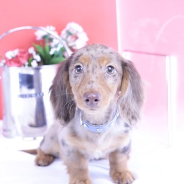 カニンヘンダックスフンド(ロング)【愛知県・男の子・2025年7月21日・チョコダップル】の写真「ブリーダーアワード💗全国１～３位💗累計40冠」