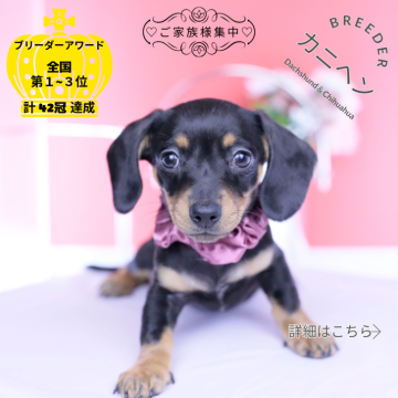 カニンヘンダックスフンド(スムース)【愛知県・女の子・2026年1月24日・ブラックタン】の写真「ブリーダーアワード💗全国１～３位💗累計42冠」