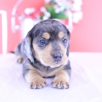 カニンヘンダックスフンド(スムース)【愛知県・男の子・2025年10月17日・シルバーダップル】の写真「ブリーダーアワード💗全国１～３位💗累計40冠」