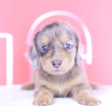 ミニチュアダックスフンド(ロング)【愛知県・女の子・2025年7月8日・チョコダップル♡】の写真「ブリーダーアワード💗全国１～３位💗累計40冠」
