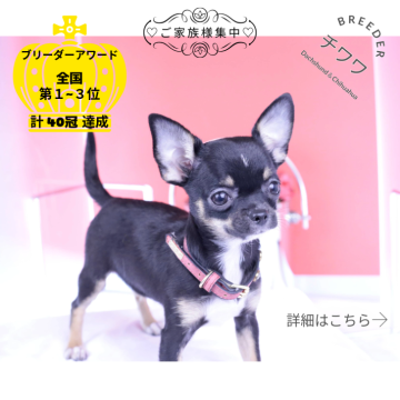 チワワ(スムース)【愛知県・女の子・2025年5月26日・ブラックタン】の写真「ブリーダーアワード💗全国１～３位💗累計40冠」