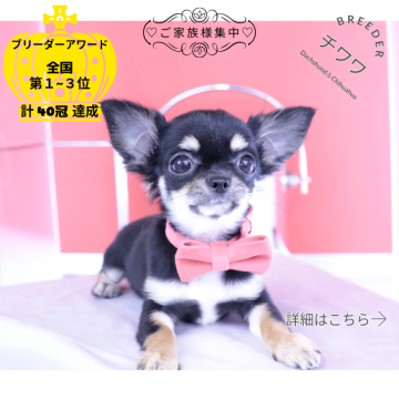 チワワ(ロング)【愛知県・女の子・2025年5月13日・ブラックタン】の写真「ブリーダーアワード💗全国１～３位💗累計40冠」