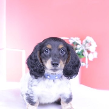 ミニチュアダックスフンド(ロング)【愛知県・男の子・2025年9月28日・ブラックタンパイボールド】の写真「ブリーダーアワード💗全国１～３位💗累計40冠」