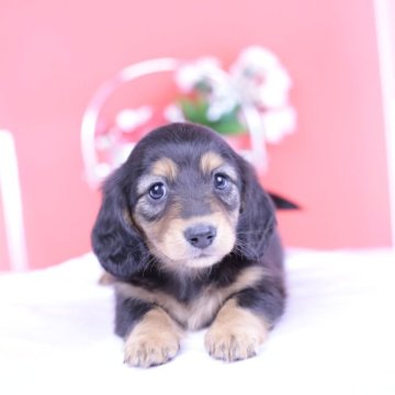 カニンヘンダックスフンド(ロング)【愛知県・女の子・2025年10月15日・ブラックタン♡】の写真「ブリーダーアワード💗全国１～３位💗累計40冠」