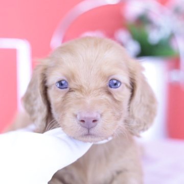 カニンヘンダックスフンド(ロング)【愛知県・男の子・2025年9月22日・ゴールド】の写真「ブリーダーアワード💗全国1~3位💗累計38冠」