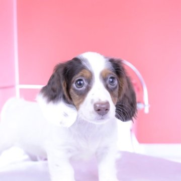 ミニチュアダックスフンド(ロング)【愛知県・男の子・2025年7月20日・チョコタンパイボールド】の写真「ブリーダーアワード💗全国１～３位💗累計40冠」