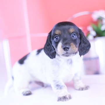 ミニチュアダックスフンド(ロング)【愛知県・男の子・2025年9月28日・ブラックタンパイボールド】の写真「ブリーダーアワード💗全国１～３位💗累計40冠」