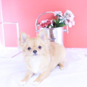チワワ(ロング)【愛知県・女の子・2025年6月7日・レッド】の写真「ブリーダーアワード💗全国１～３位💗累計40冠」