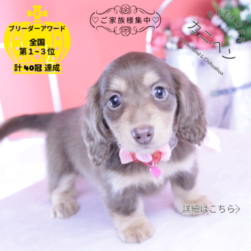 カニンヘンダックスフンド(ロング)【愛知県・女の子・2025年10月20日・チョコイエロー】の写真「ブリーダーアワード💗全国１～３位💗累計40冠」
