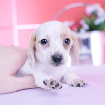 ミニチュアダックスフンド(スムース)【愛知県・女の子・2025年9月28日・クリームパイボールド♡】の写真「ブリーダーアワード💗全国１～３位💗累計40冠」