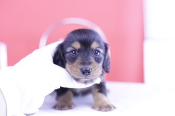 カニンヘンダックスフンド(ロング)【愛知県・男の子・2025年4月1日・ブラックタン】の写真「ブリーダーアワード💗全国１～３位💗累計38冠」