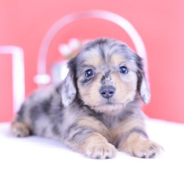 カニンヘンダックスフンド(ロング)【愛知県・女の子・2025年5月27日・シルバーダップル♡】の写真「ブリーダーアワード💗全国１～３位💗累計38冠」