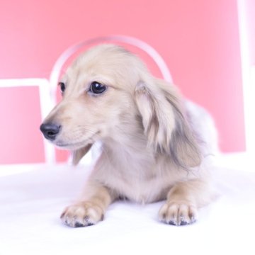 カニンヘンダックスフンド(ロング)【愛知県・男の子・2025年5月13日・ジェーデッドイエロー】の写真「ブリーダーアワード💗全国１～３位💗累計40冠」