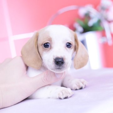 ミニチュアダックスフンド(スムース)【愛知県・女の子・2025年9月28日・クリームパイボールド♡】の写真「ブリーダーアワード💗全国１～３位💗累計40冠」