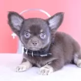 チワワ(ロング)