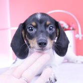 ミニチュアダックスフンド(スムース)