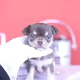 チワワ(スムース)