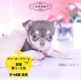 チワワ(スムース)