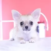 チワワ(ロング)