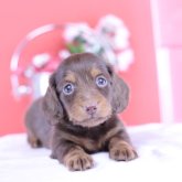 カニンヘンダックスフンド(ロング)