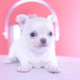 チワワ(ロング)