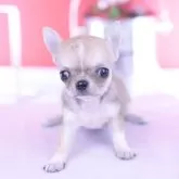 チワワ(スムース)