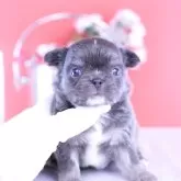 チワワ(ロング)