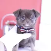 チワワ(ロング)