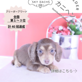 カニンヘンダックスフンド(ロング)