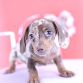 カニンヘンダックスフンド(スムース)