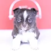 チワワ(ロング)