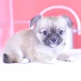 チワワ(ロング)