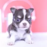 チワワ(ロング)