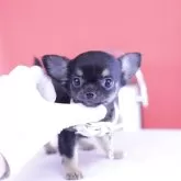 チワワ(ロング)