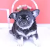チワワ(ロング)