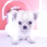 チワワ(ロング)