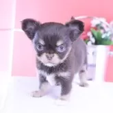 チワワ(ロング)