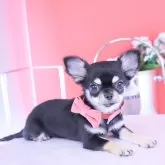 チワワ(ロング)