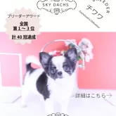 チワワ(ロング)