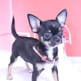 チワワ(スムース)