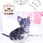 チワワ(ロング)