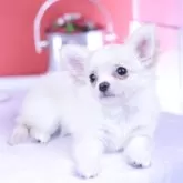 チワワ(ロング)