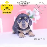 カニンヘンダックスフンド(スムース)【愛知県・男の子・2025年11月1日・ブラックタン】の写真1