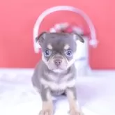 チワワ(スムース)