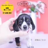 カニンヘンダックスフンド(スムース)【愛知県・男の子・2026年5月30日・ホワイト系/ブラック系】の写真1